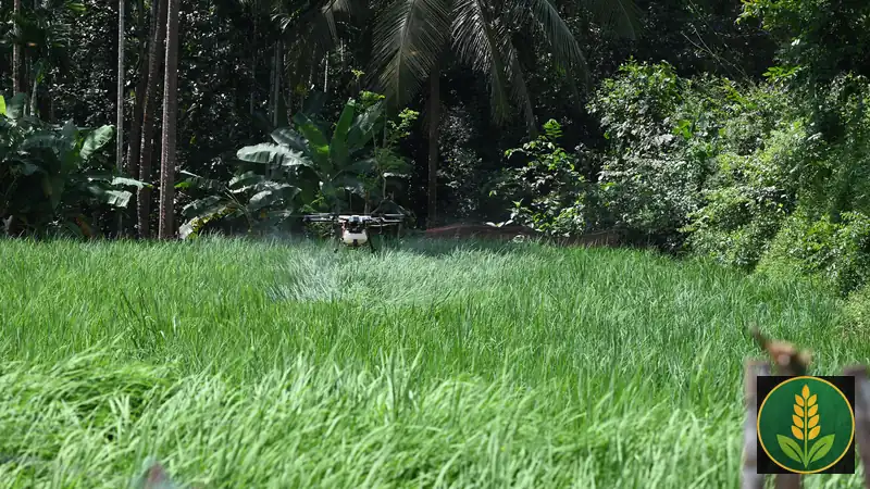 Dhaan ke khet mein agriculture drone se spray - kisan ke liye drone spray service ka kharcha