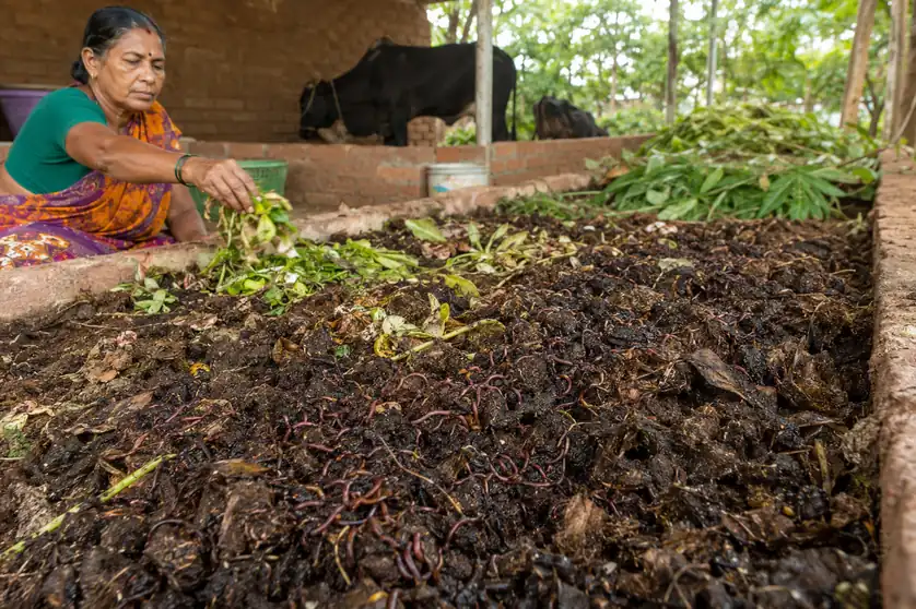 Vermi Compost Pit with Earthworms - Organic Fertilizer Business Guide