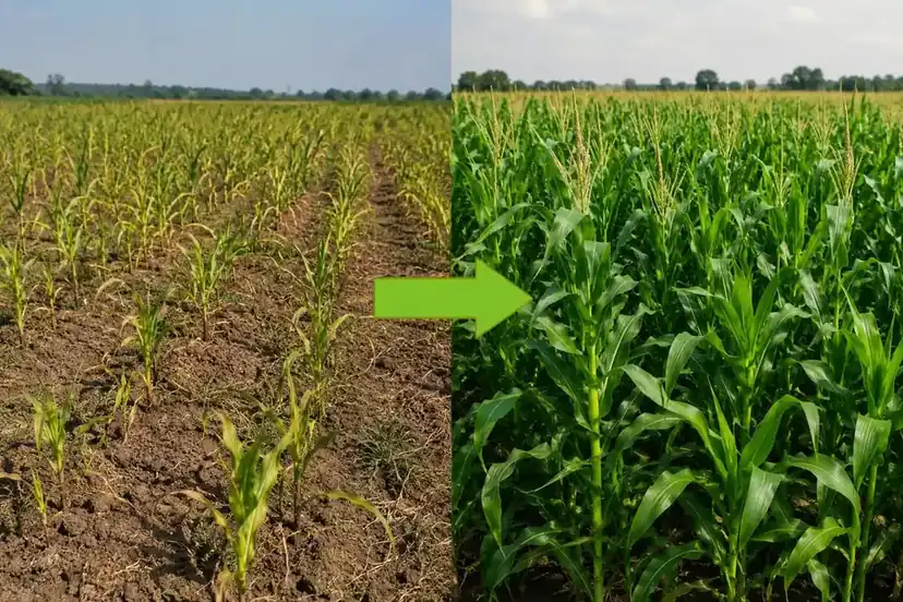 Nano DAP before and after comparison — crop growth difference after foliar spray