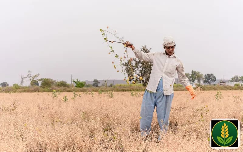 Sukhe khet me fasal ka jayza lete hue ek kisan